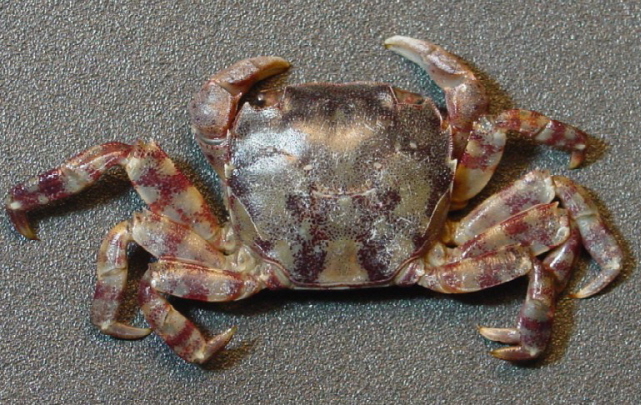 asianshorecrab