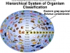HierarchalSystem-Squirrel