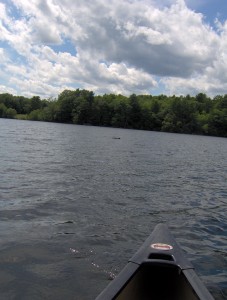 Canoe bow and loon